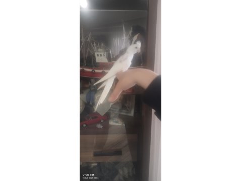 45 Günlük Sultan Papağanı Yavrular