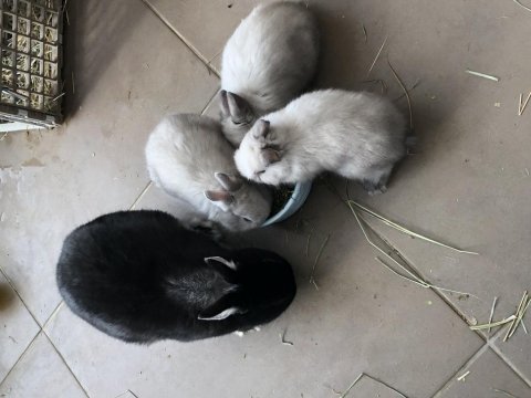 Safkan Cüce Tavşan Karşıyaka