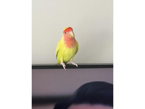 Yavru Cennet Papağanı 6 Aylık