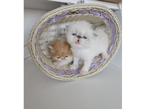 Safkan Pure Persian Show Class Yavrular