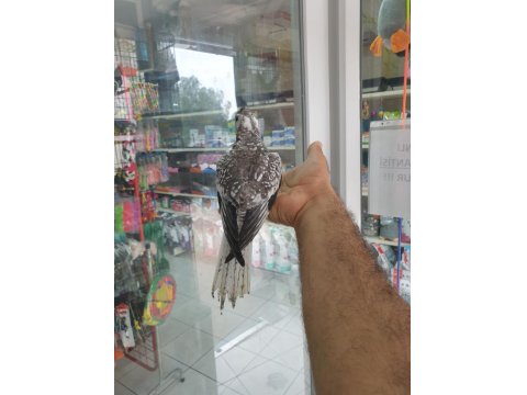 Wifi Pied Sultan Papağanı Tahminen Erkek