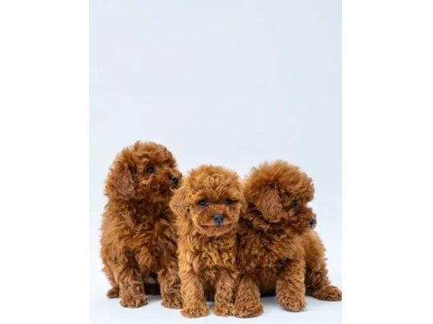 Mükemmel Poodle Yavrular