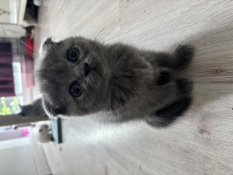 Dişi Scottish Fold Kedimiz