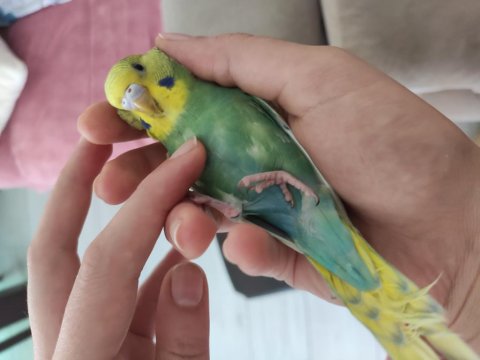 Yeni Yeme Düşmüş Yavru Muhabbet Kuşu Yeni Yuva Aranıyor