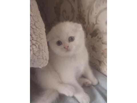 Mutlu Sağlıklı Safkan Scottish Fold Bebekler Yeni Ailelerine Hazırlar