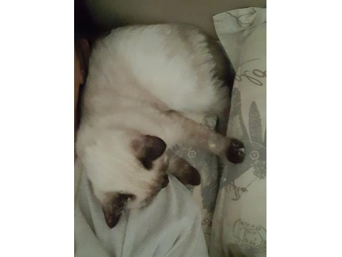 Ücretsiz Siyam Kedisi Blue Point Karışımı