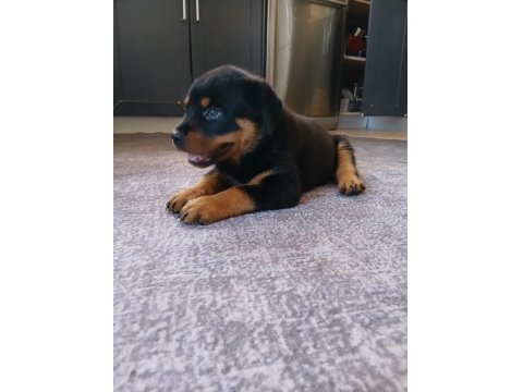 Şecereli Rottweiler Yavrularımız Yeni Ailesini Bekliyor