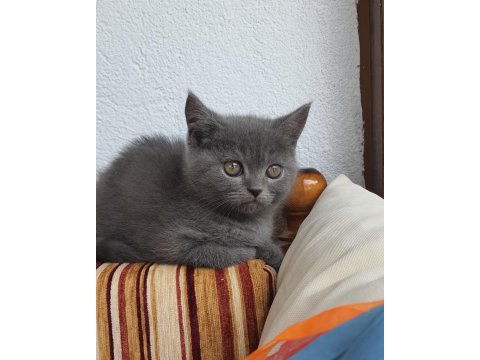 Uygun 2 Aylık Yavru Kedimiz