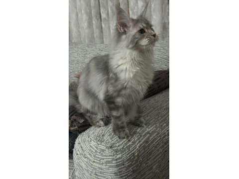 Safkan Maine Coon Yavrular Yeni Yuvalarını Arıyor