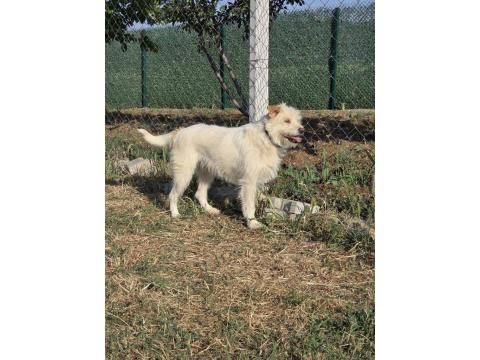 Terrier Barack Kırması İki Kardeş