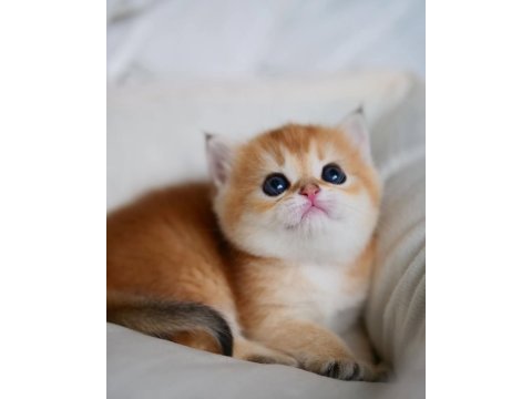 Güzellik Abidesi Golden British Shorthair Yavrumuz
