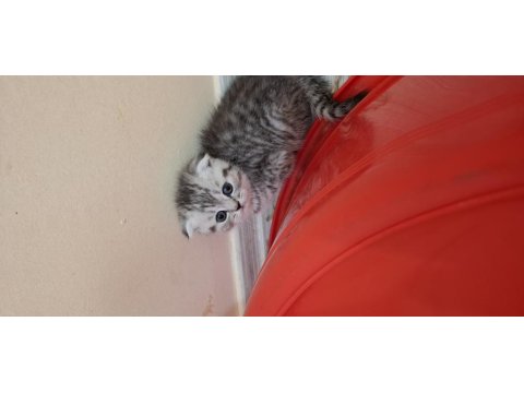 Minnak Kediler Koşuyor