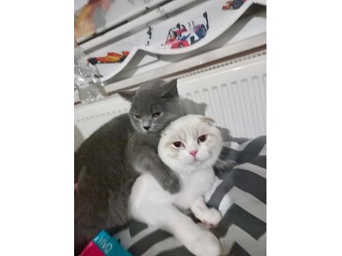 Tatlımı Tatlı Bebiş Kediler Burada