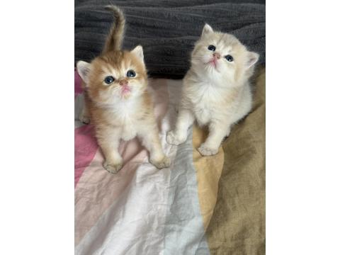 Ay11 Safkan British Shorthair Bebekler