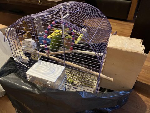 Çift Sevda Papağanı Komple Eşyalarıyla Kafesiyle Verilecek