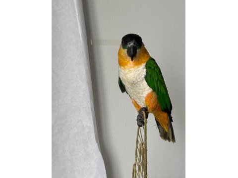 Erkek Kayık Papağanı