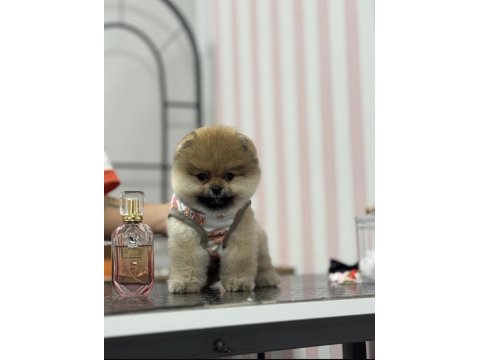 3 Aylık Pomeranian