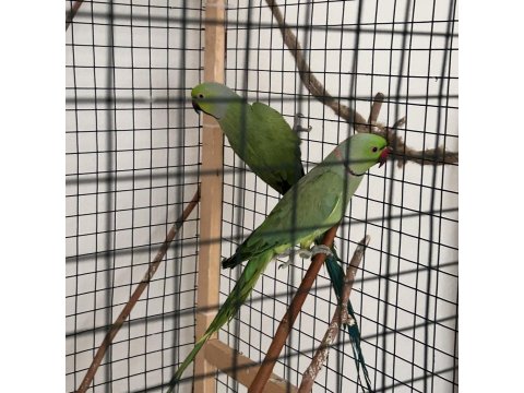 Dişi Pakistan Papağanımız