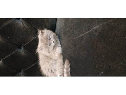 British Shorthair Yavrularımız