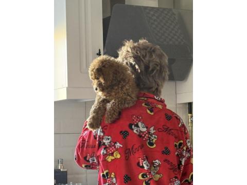 3 Aylık Toy Poodle