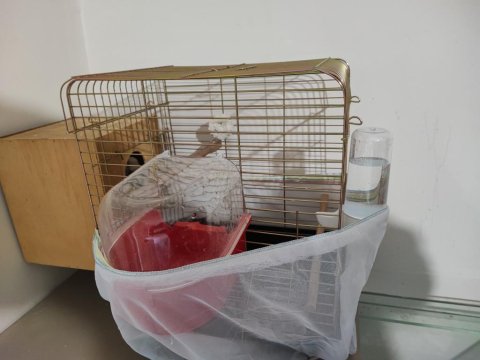 Kafesiyle Birlikte Çift Cennet Papağanı