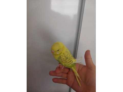 Ele Alışkın Uyguna Muhabbet Kuşlar