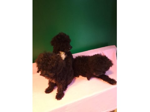 Siyah Toy Poodle Yavrularımız
