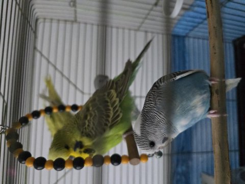 Bebek Muhabbet Kuşlarım Sahiplendirilecektir