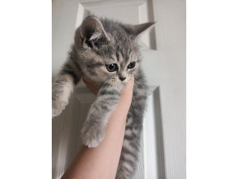British Shorthair Yavrular Yeni Yuvalarını Arıyorlar