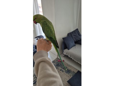 Yarı Evcil Pakistan Papağanım