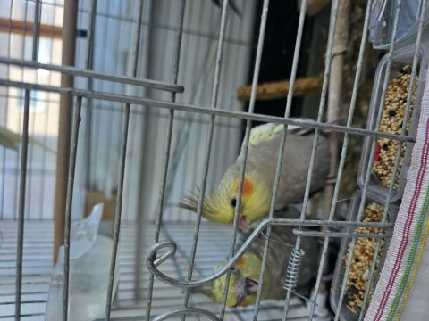 Yeni Yeme Düşmüş Sultan Papağanı Yavrular