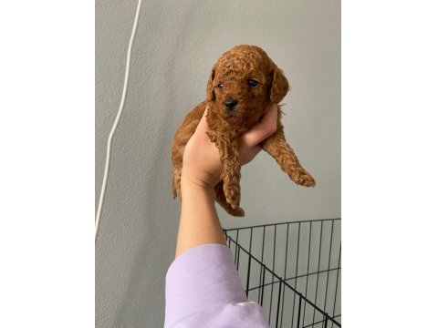 Toy Poodle 9 Mart Doğumlu