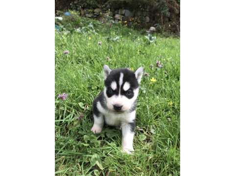 Maske Güzelleri Husky Yavruları