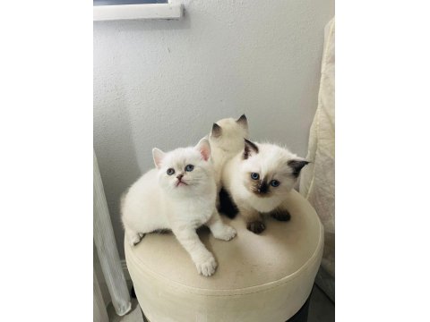 Chocallette Point British Shorthair