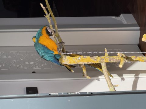 10 Aylık İnsan Canlısı Macaw Papağanı