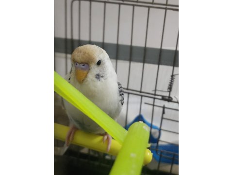 Gökbeyazı Ve Gri Süslemeli Genç Erkek Muhabbet Kuşu