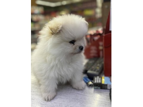 2,5 Aylık Pomeranian Boo
