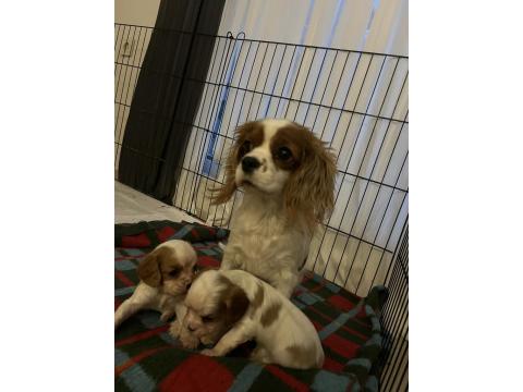 Safkan Cavalier King Charles Yavruları