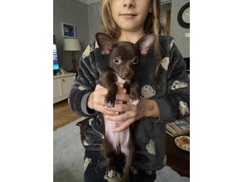 Chihuahua (Şivava) 2,5 Aylık Erkek