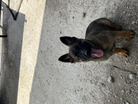 A++ Belçika Malinois Yavrular