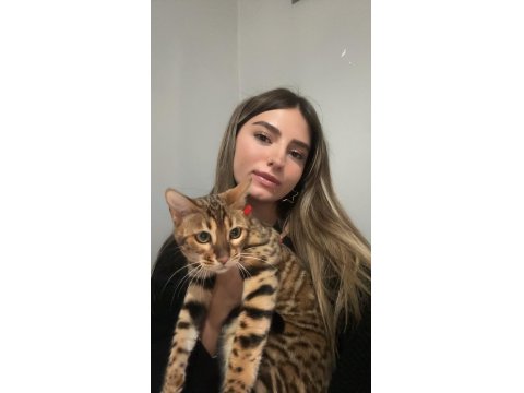 Elite Bengal Cat-Pure Beauty