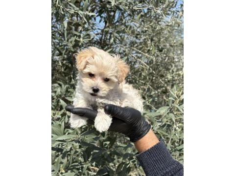 Maltipoo Bebekler