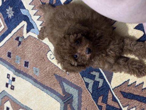 Toy Poodle 3 Aylık Erkek
