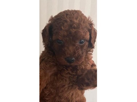 Safkan Toy Poodle