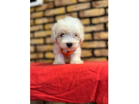 Minik Maltese Terrier Yavrular