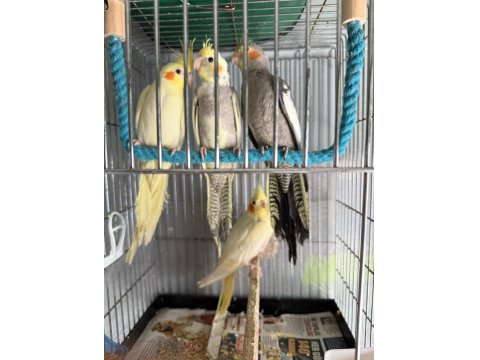 Isırmayan Yavru Sultan Papağanlar