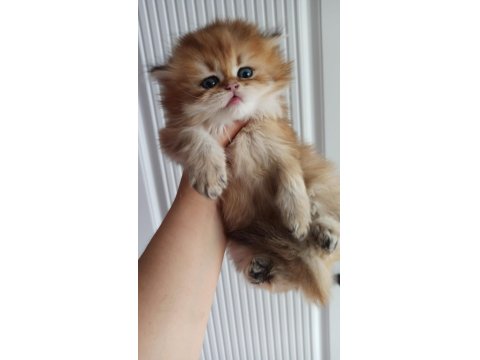 Emsalsiz British Longhair Ny11