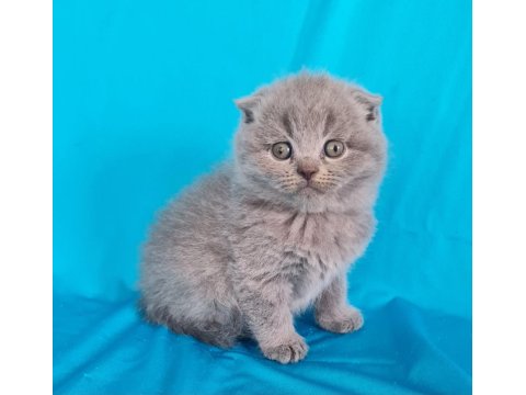 Scottish Yavrular Sahibinden