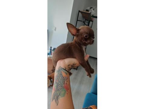 2.5 Aylık Erkek Çikolata Bebek Chihuahua