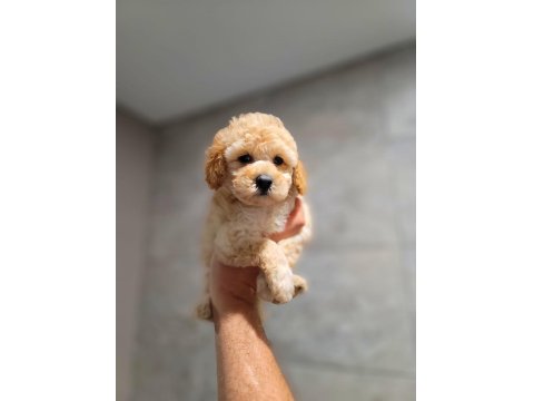 Safkan Maltipoo Yavruları